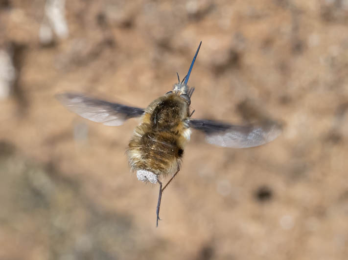 Bombylius major (Dark-edged Bee-fly).jpg